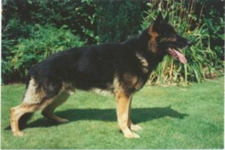 Mando von Haus Antverpa