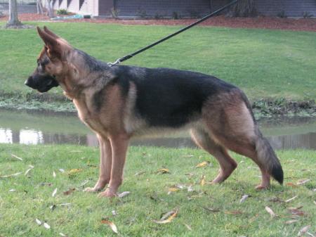 Umi Vom Fleischerheim