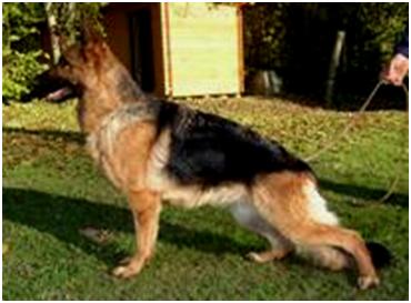 SG Thara de Minguevel