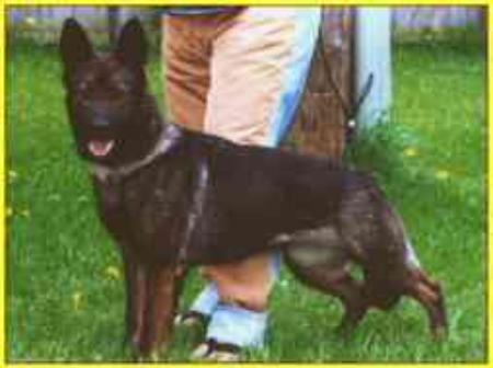 Ginta z Pohranicni Straze