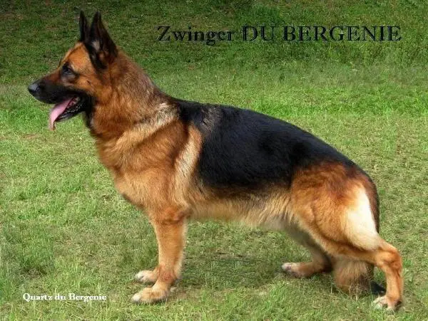 2X VA2(PH) GR CH Quartz du Bergenie