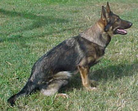 Eika Von Dehlin Haus