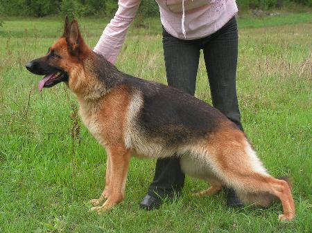 Boni Gelezinis vilkas