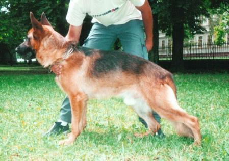 V Aranyvölgyi-Örseg Zello (Karly x Jessy)