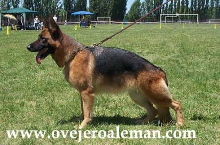 VA (AR) Dama von Leiem