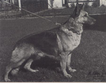 Alsatians Athene
