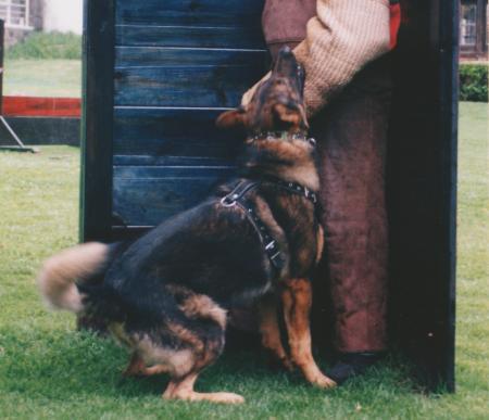 SG Cando von Oberfranken