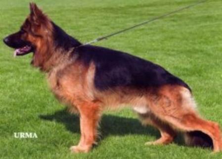 V Tyson (vom Haus Barrett)