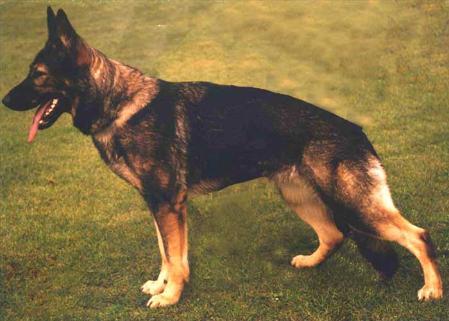 G Zorra von Spitzbubezwinger
