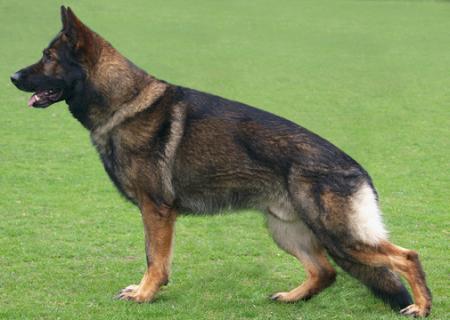 V Iron von Dream-Time