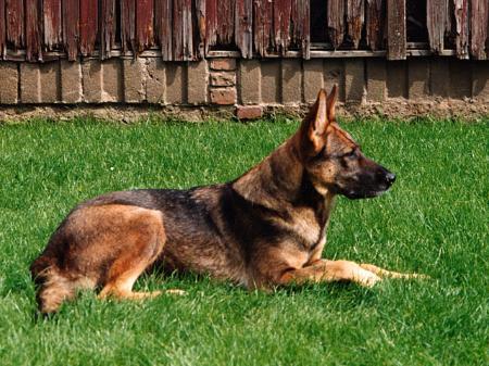 G Kissi vom Gleisdreieck