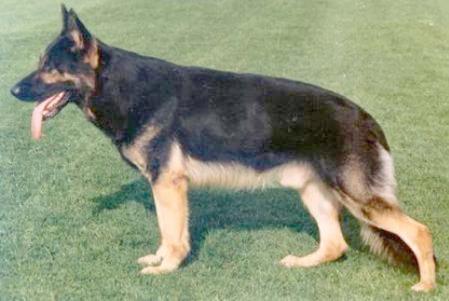 SG Iwo von der Heidestraße