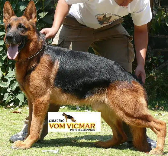 VA3(MEX) Quero vom Langenbungert