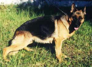 CACIB Tanja vom Steinway-Park