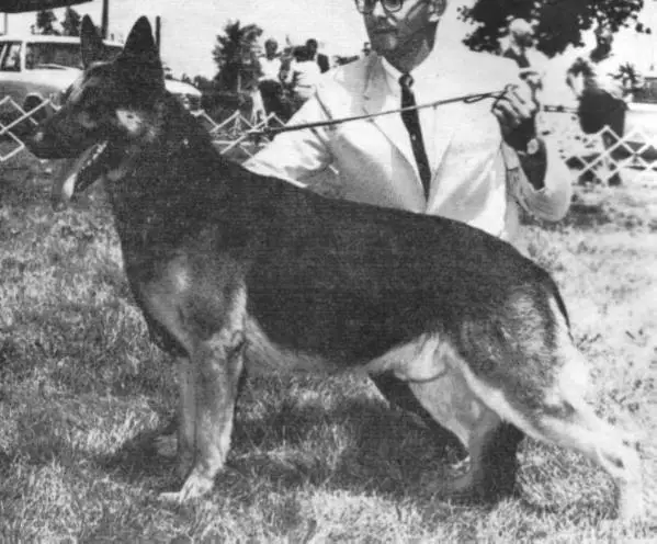 (USA) CH Torque of Frohlich