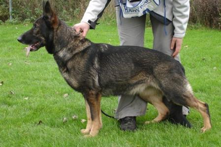 Ilona von der Kivelingsstadt