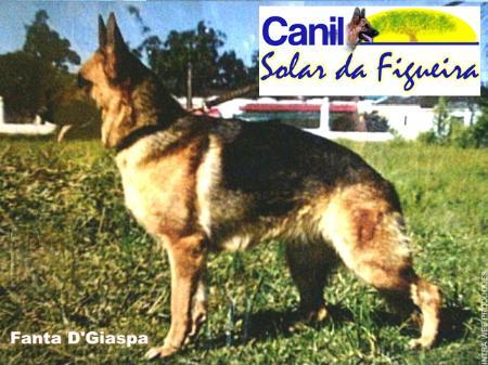 Fanta D'Giaspa