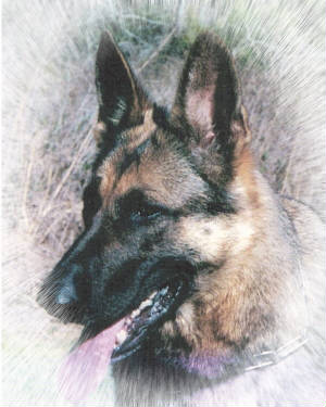 A Uta Furgette Vom Alk