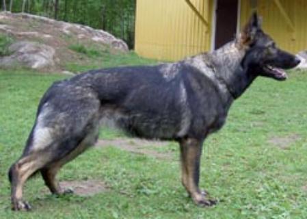 KORAD Rapport's Debra