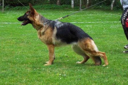 V(BSZS) Dina vom  Friesenblick