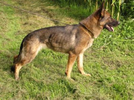 SG Foxi vom Haus Pixner