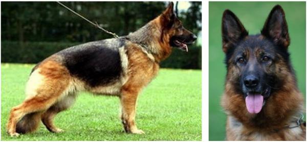 V Whitley von Haus Charly