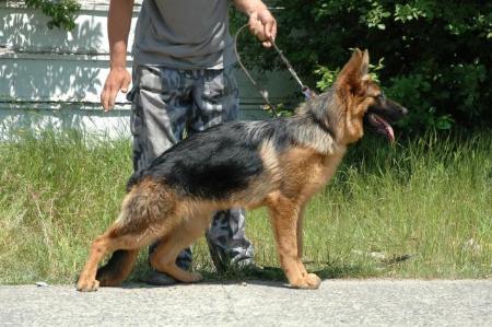 Hawanna Von Haus Bura