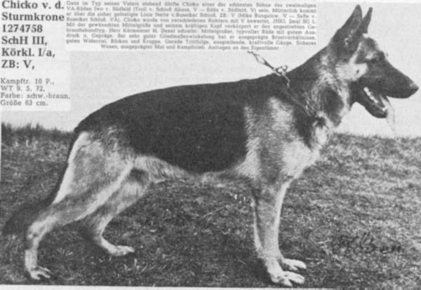 Chicko von der Sturmkrone