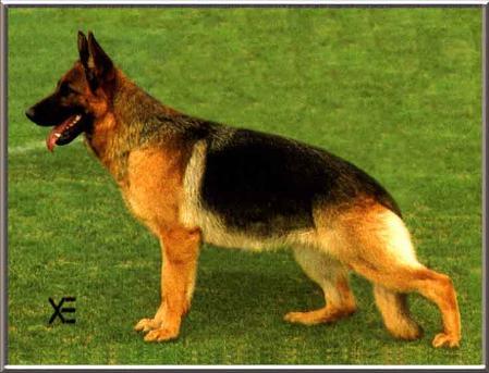 Olga De La Reserva Del Cadi