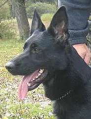 Cita z Elbu
