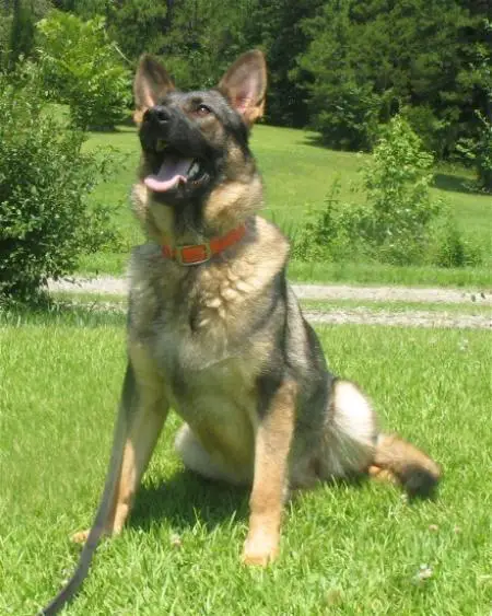 Nancy vom Fuchsstein