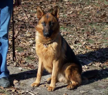 Maizy Vom Fleischerheim