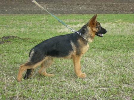 CAC, RES CACIB Bicha V. Abington's Jessy