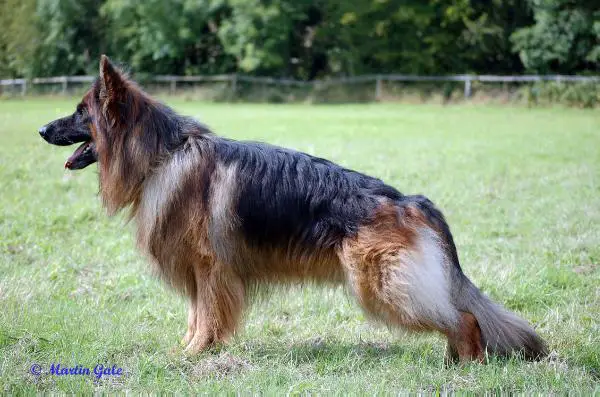 Gayville Sammo At Kazeti