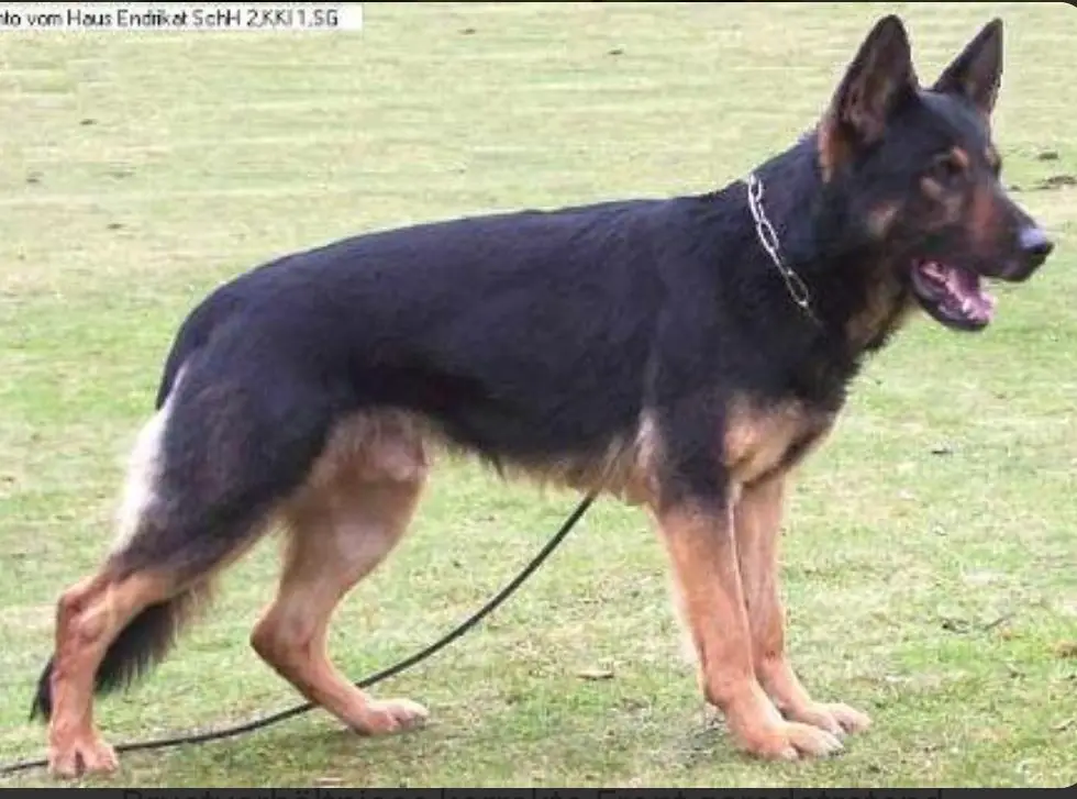 SG Canto vom Haus Endikrat