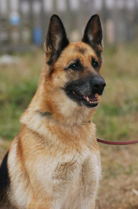 V(LV) Candi alten Schloss