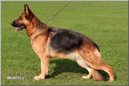 VA3 PK Samara von der Furstenperle