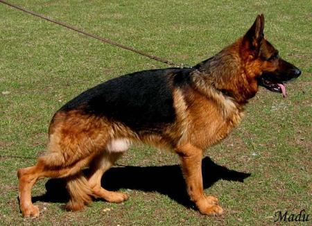 VA6 USCA Sieger 2005 Stanley des Collines du Boischaut