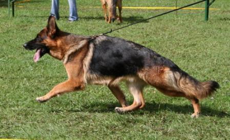 V Sevenofnine Schloß Löwenherz