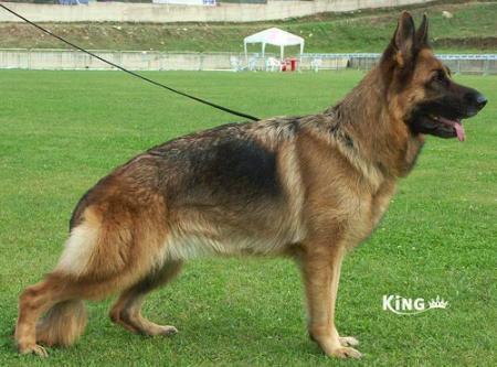 VA5 (IT) 2004 Sara dell' Alto Pino (2001)