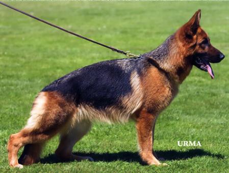 SG Dada della Loggia dei Mercanti