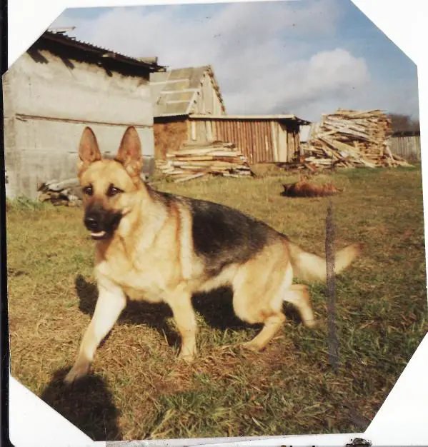 SG(LV) Crone alten Schloss