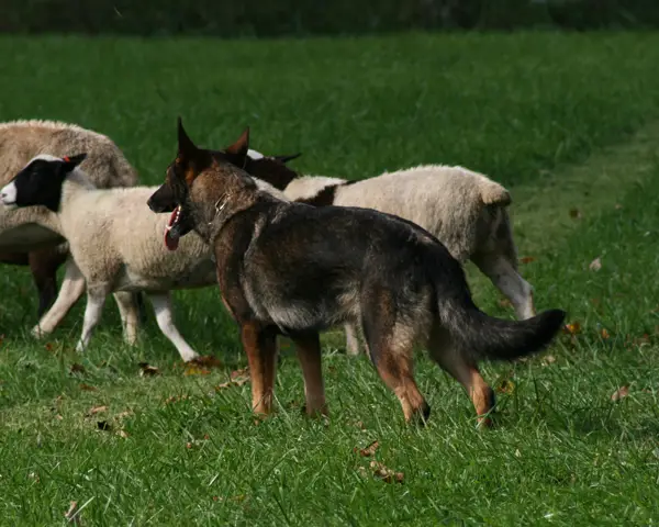 SG Kessy vom Waldwinkel