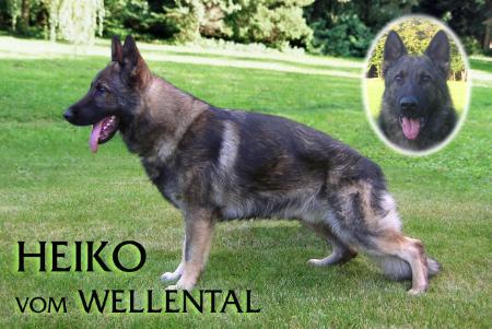 SG Heiko vom Wellental