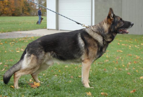 Gunnar vom haus Mariacher