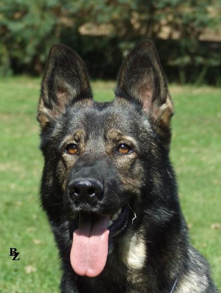 SG Ennie Provocativo