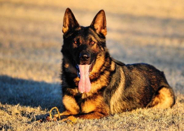 BH, AD, SCH3, IPO3 Erko Black Creek Valley