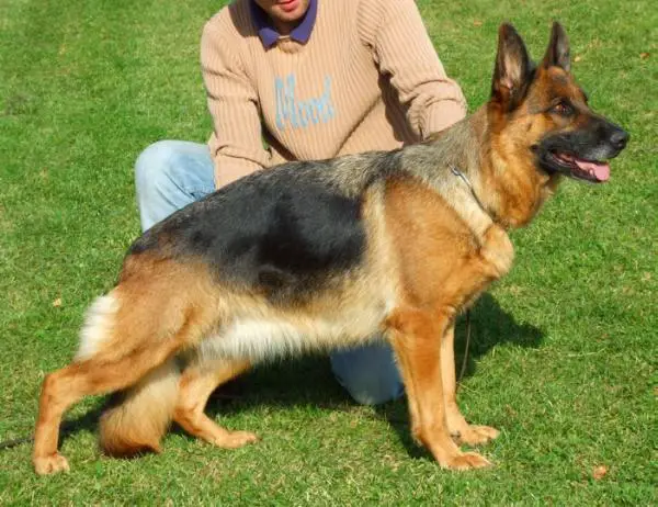 V 30 BSZS 2007 Puppe vom Messina