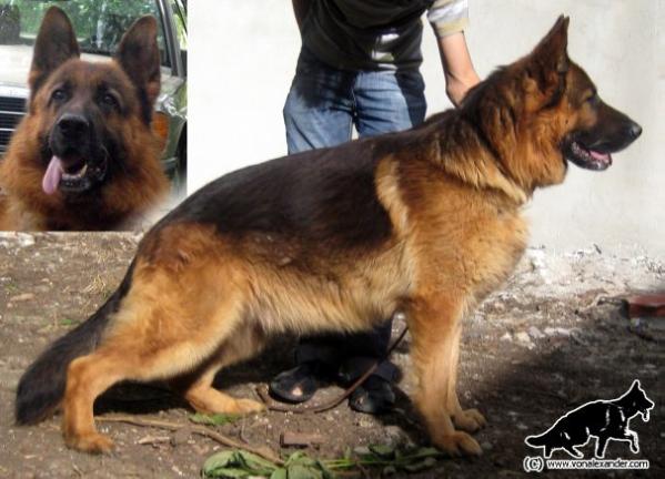 SG Quentin von Rapicar