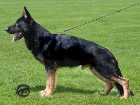 V Campino vom Alten Felsenkeller